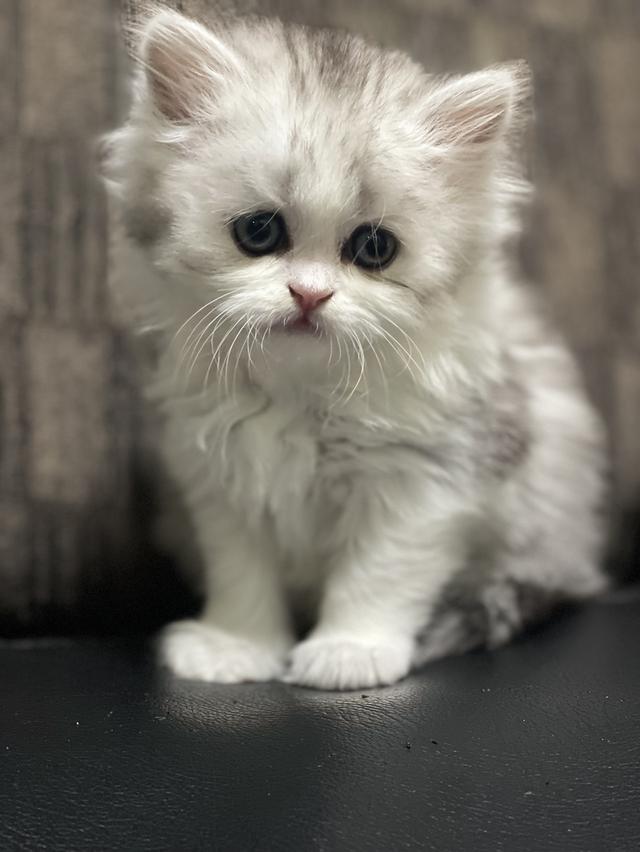 น้องดีมงคล(แมวอารมณ์ดี) 8