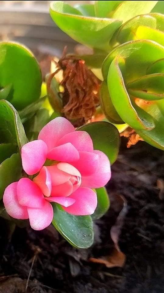 กุหลาบหินพันธุ์ Kalanchoe blossfeldiana Poelln