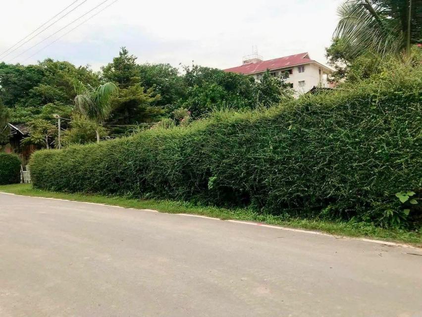 ที่ดินพร้อมสิ่งปลูกสร้าง ต.ป่าตัน อ.เมืองเชียงใหม่ 8