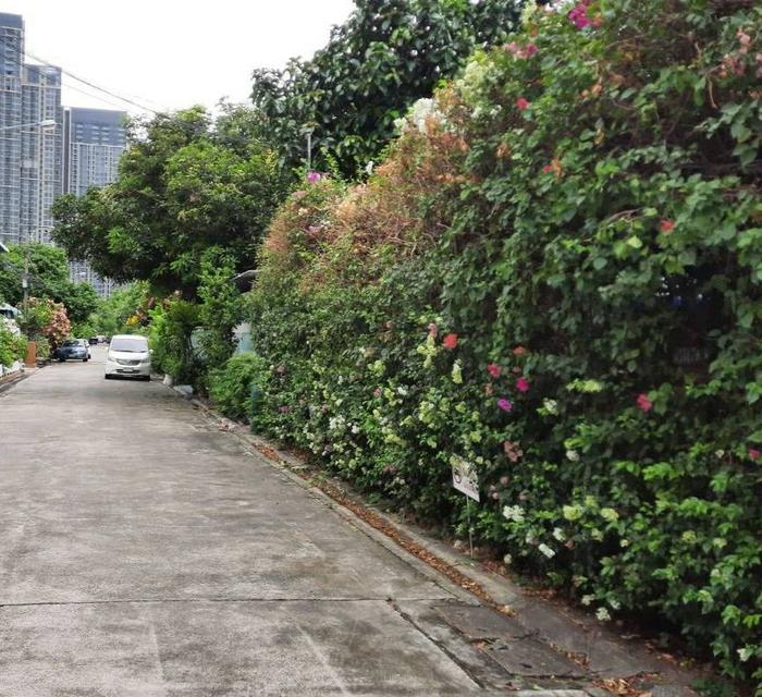 ขายที่ดิน ถนนสุขุมวิท101/1 วชิรธรรมสาทิต  105 ตร.ว ที่สวยทำเลดีมาก เข้าจากถนนสุขุมวิทนิดเดียว ใก้ลรถไฟฟ้าสถานีปุณณวิถี ห้างทรูดิจิตอลพาร์ค 1