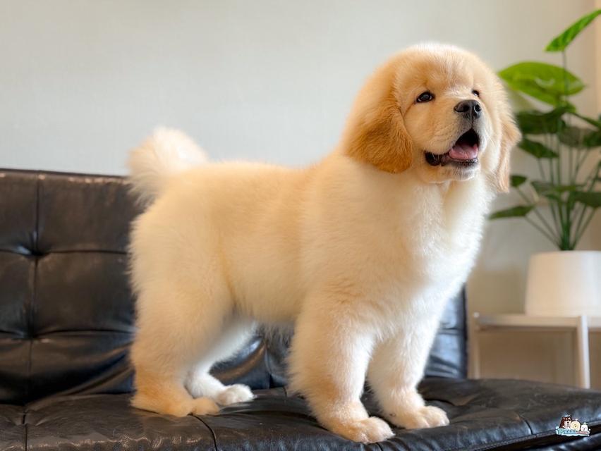 โกลเด้น นำเข้าจากประเทศจีน 9