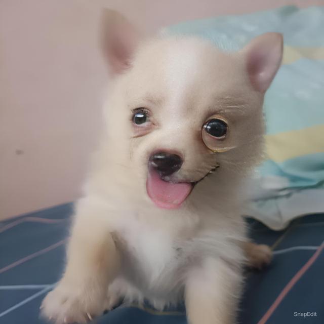ปอมเมอเรเนียน