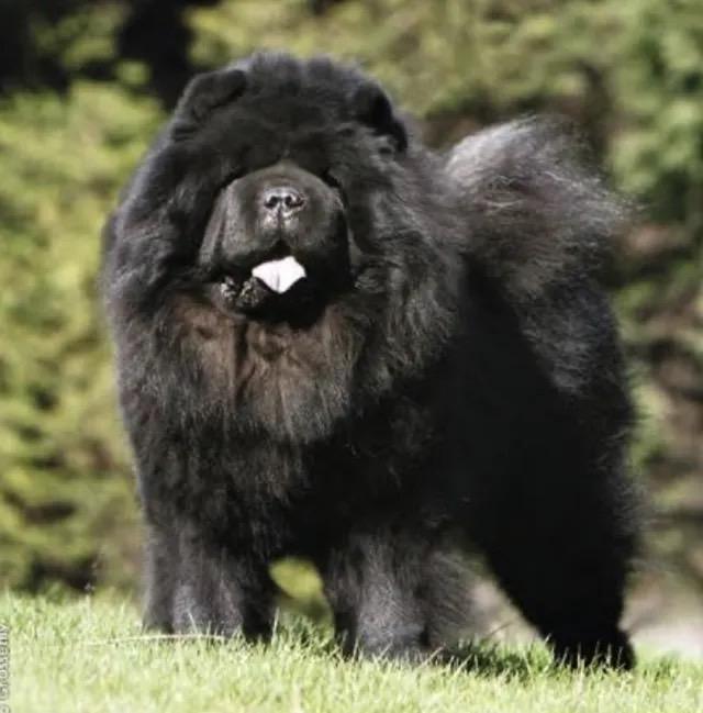 สุนัขเชาเชาสีดำตัวใหญ่ๆ 2