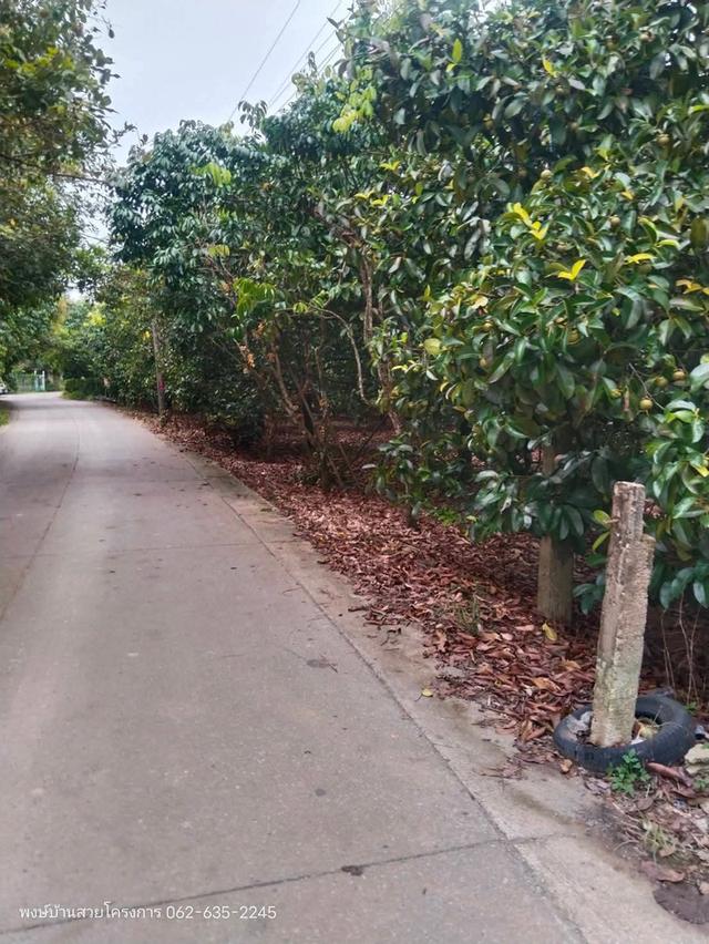 ด่วนๆขายสวน 3 ไร่กว่าติดถนนโซนตัวเมือง พิกัดวัดทองทั่ว สวยมังคุดปลูกเต็มพื้นทื่ มีทุเรียน10กว่าต้นและอื่นๆ 6 ล้าน  7