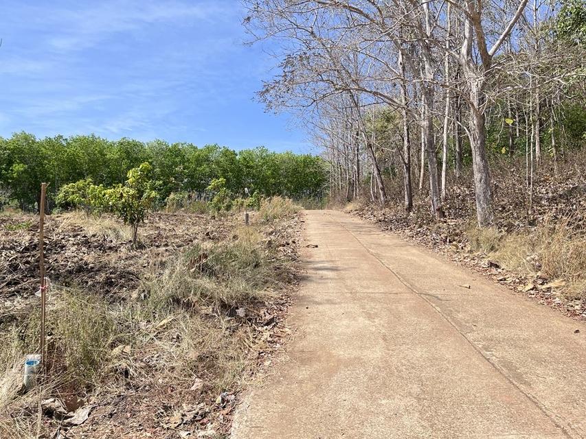 ขายที่ดิน วิวภูเขา⛰️📍จำนวน4ไร่  = 2แปลงติดกัน*แปลงที่1 (2ไร่)*แปลงที่2 (2ไร่)📍ราคาไร่ละ350,000 บาทเอกสาร  นส4จฟรีโอนกรรมสิทธ์ บรรยากาศดี วิวสวย สงบ 13