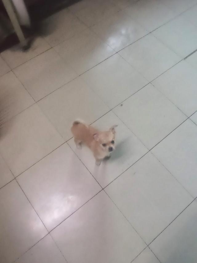 สุนัข สายพันธุ์ ชิวาวา เพศเมีย