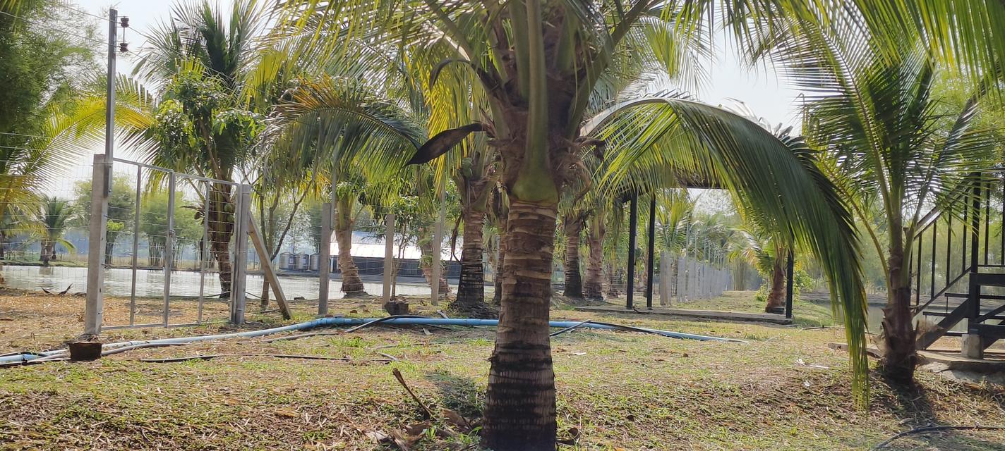 บ้านสวนพร้อมที่ดินสวย 6