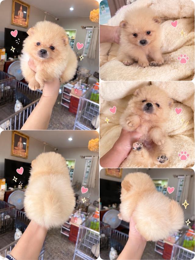 ลูกปอมเมอเรเนียนแท้ มีบริการจัดส่งทั่วประเทศ รูปที่ 13