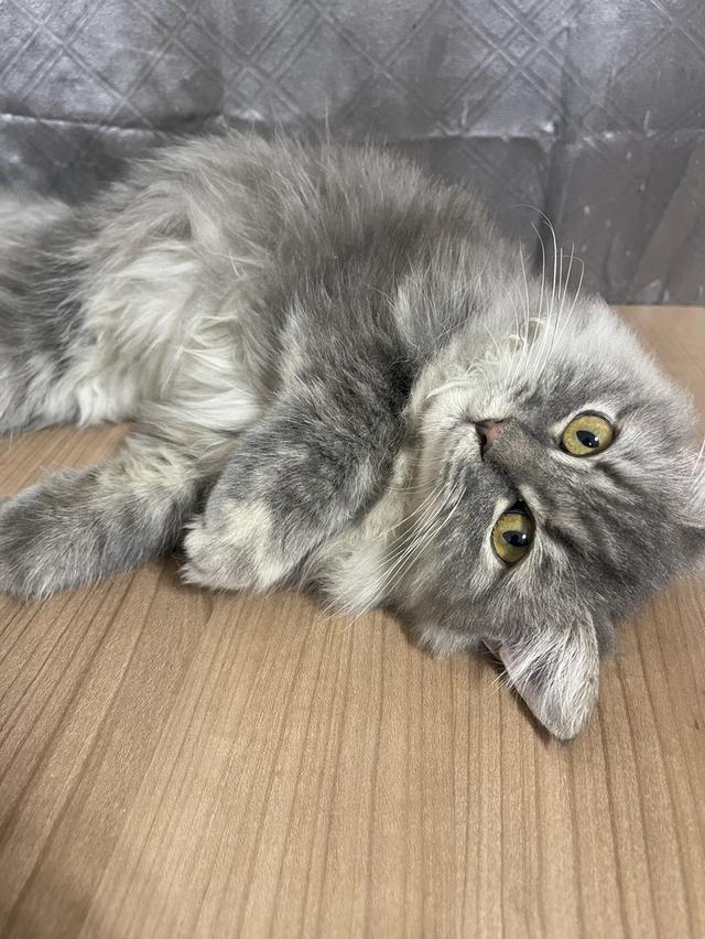 น้องแมวพันธุ์ หิมาลายันผสมชินชิล่า เพศหญิง พร้อมฉีดยา 4