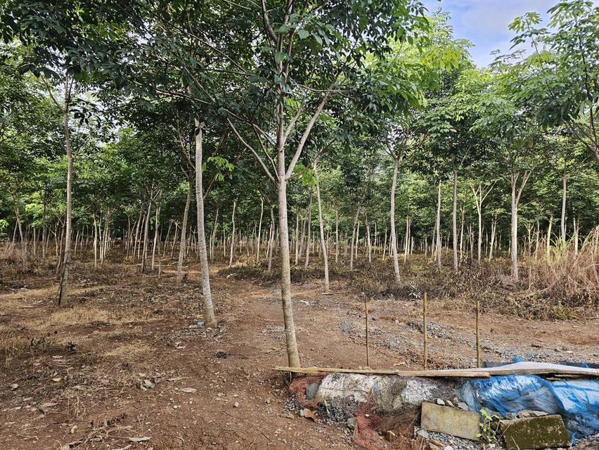 ที่ดิน 13 ไร่ พร้อมบ้าน1 หลัง ติดถนนเลียบทะเลแหลมงอบ ใกล้ท่าเรือเฟอร์รี่