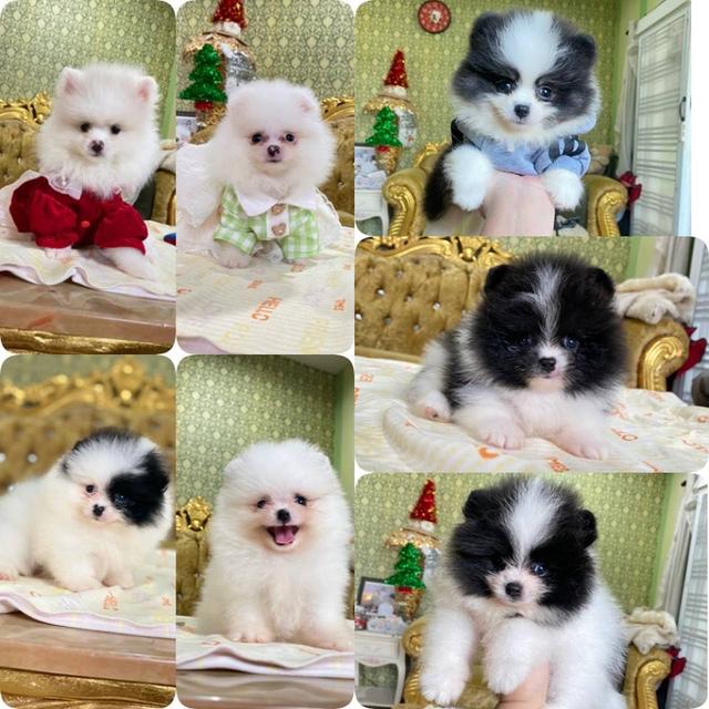 ลูกปอมเมอเรเนียนแท้ พวกมิจฉาชีพไม่ต้องแอดมา 