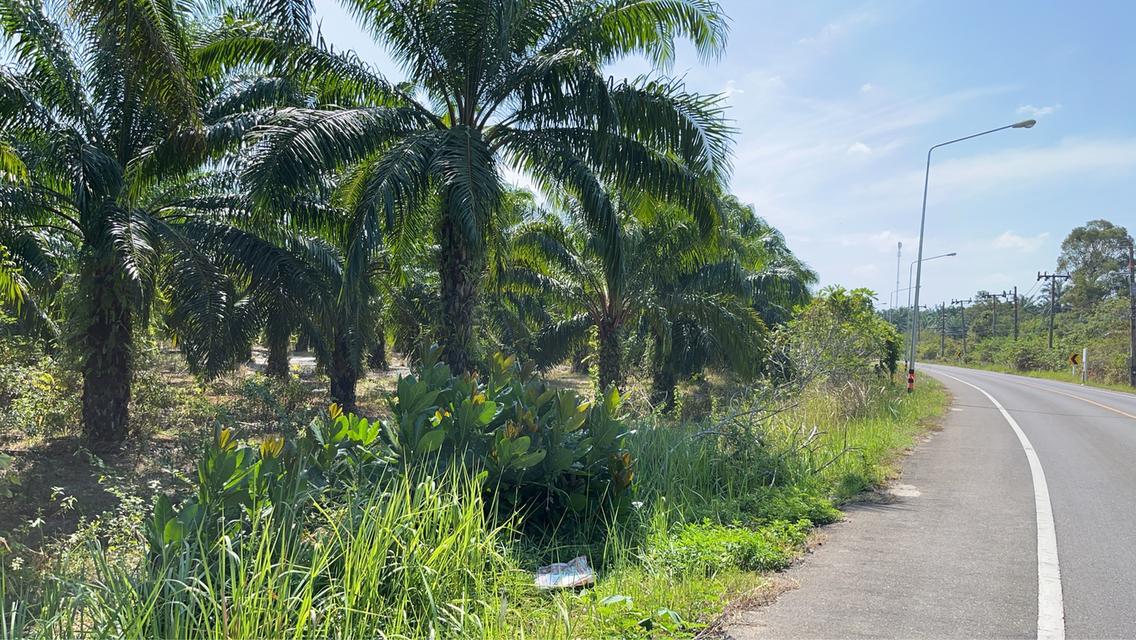 ที่ดิน ติดทะเล สวนปาล์ม 10