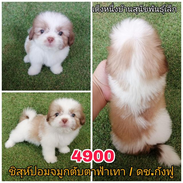 ชิสุห์ปอม เบาๆ พร้อมย้าย