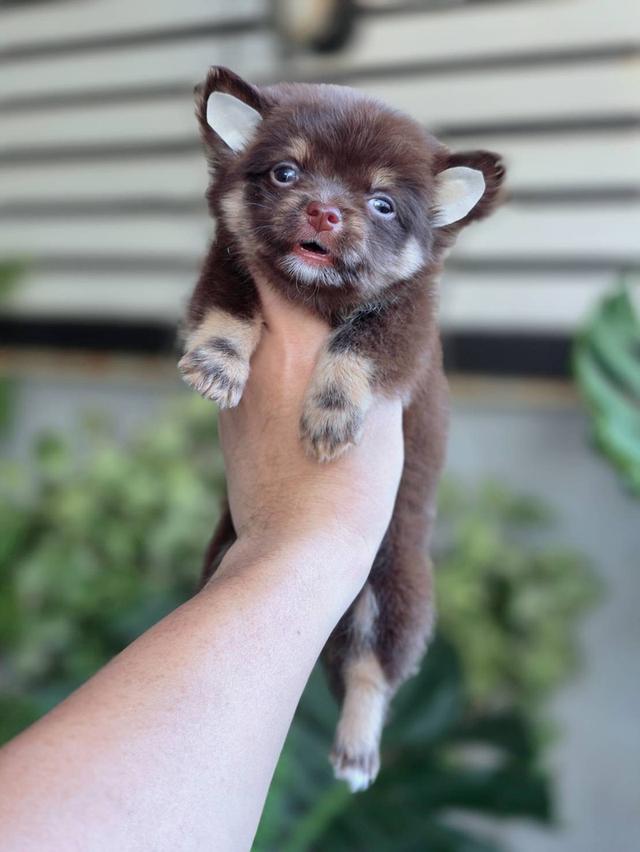 ชิวาวาแท้ขนยาว สีช็อค เพศผู้ 9