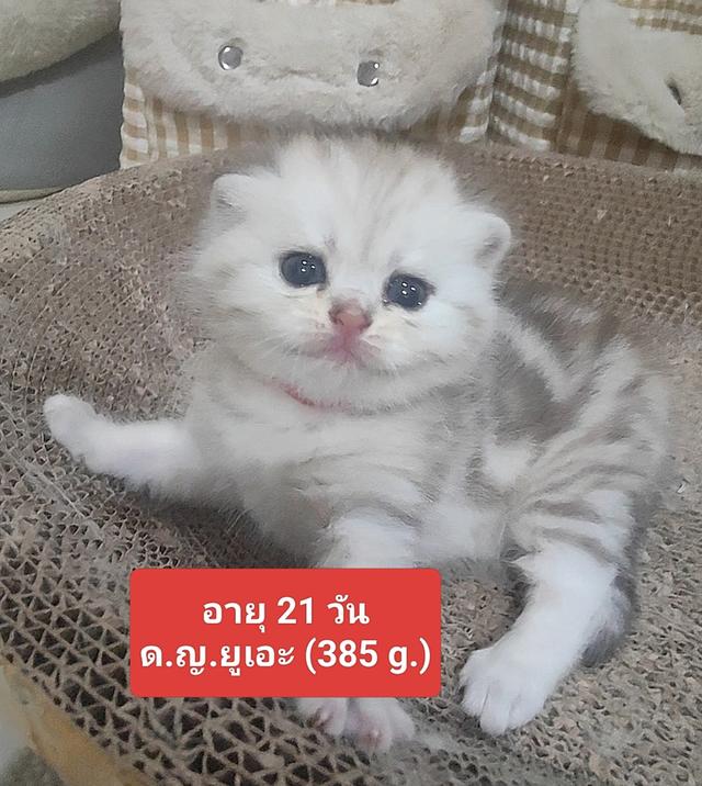 Scottish Fold (girl)