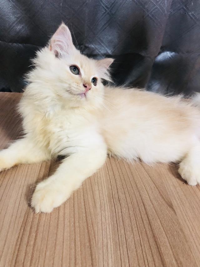 น้องแมวพันธุ์ หิมาลายันผสมชินชิล่า เพศผู้ 4
