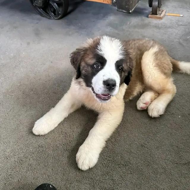Saint Bernard Puppies WhatsApp me : +66 63 826 3042 รูปย่อยที่ 2