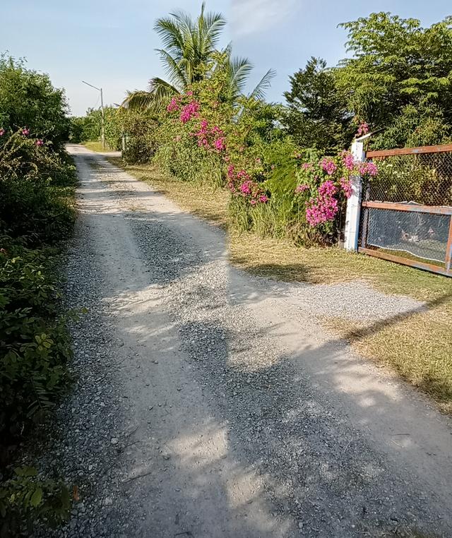 ที่ดินพร้อมสิ่งปลูกสร้างมีบ้านพักน้ำไฟพร้อมและมีสวนมะม่วงประมาณ40ต้นออกผลผลิตแล้วทุกปีสามารถทำกินทำขายได้ 2