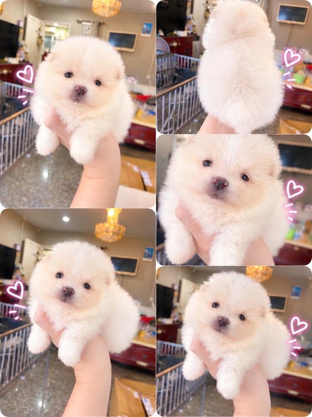 ลูกปอมเมอเรเนียนแท้ มีบริการจัดส่งทั่วประเทศ รูปที่ 5