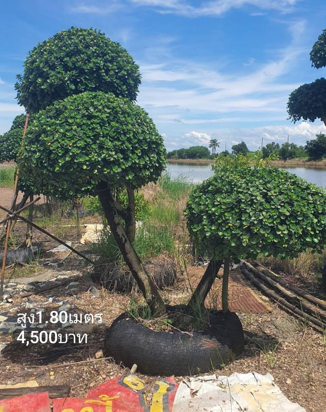 ไทรต่อยอดช้อนเงินช้อนทอง