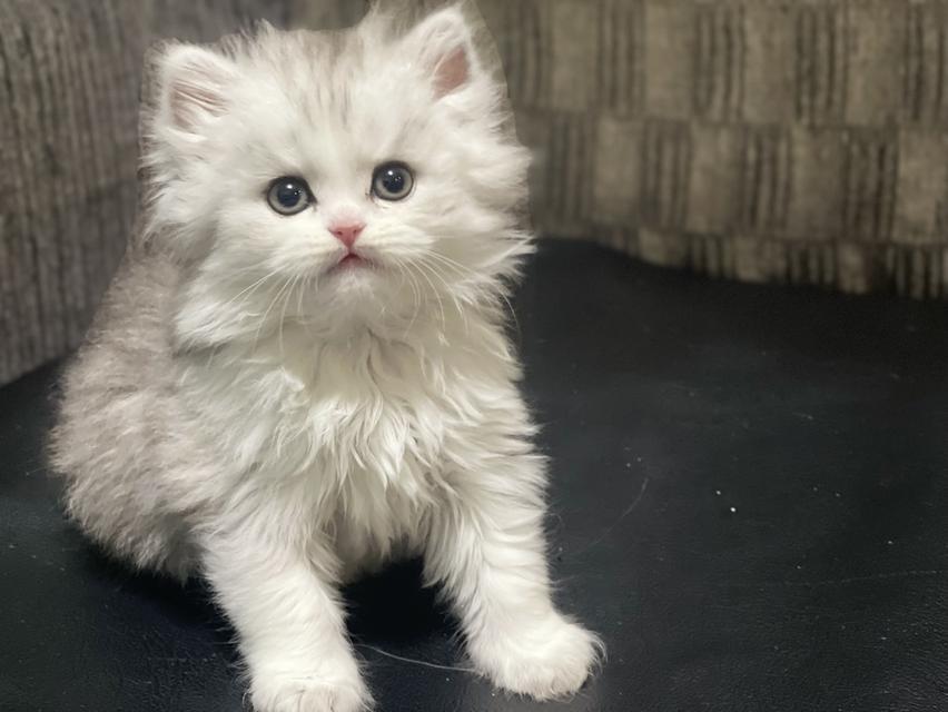 น้องหน้าขาว(เพศผู้)ลูกผสม