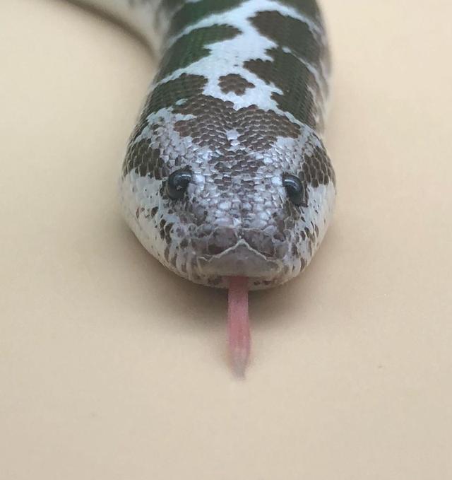 ขาย งูเคนย่า แซนด์บัวสีสวย 2