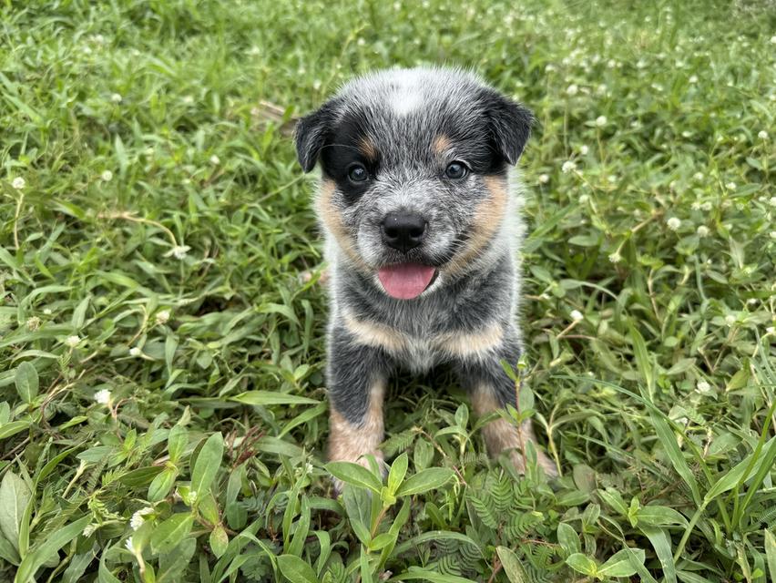 Australian Cattledog รูปที่ 5
