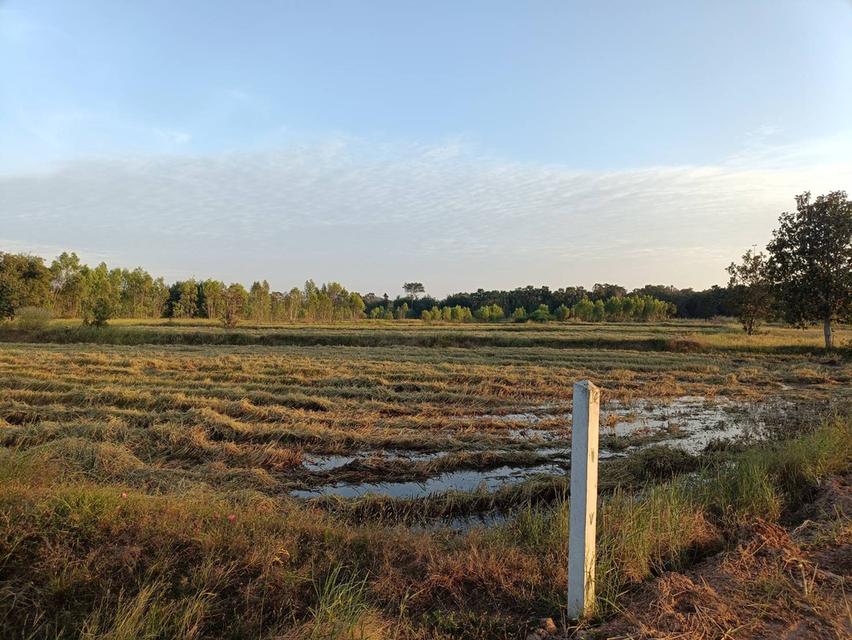 ที่ดินเปล่าติดถนนนาเชือก-พยัคฆภูมิพิสัย 219 จังหวัดมหาสารคาม อำเภอพยัคฆภูมิพิสัย ตำบลลานสะแก 4