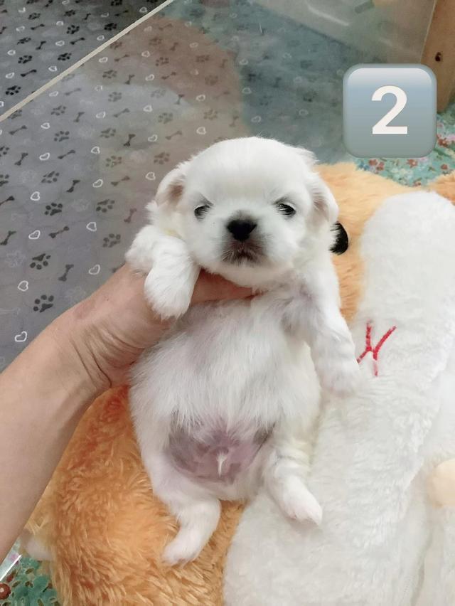 เปิดจองลูกสุนัข Pekingese  3