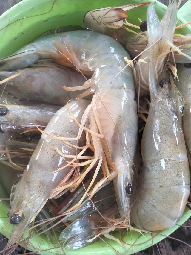 กุ้งแช่บ๊วยสดๆ 2