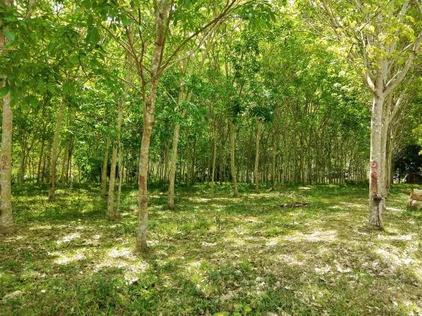 ไร่ยาง นส.4 จ. ครุฑแดง 4 ไร่กว่า พร้อมทำรายได้ทันที 4