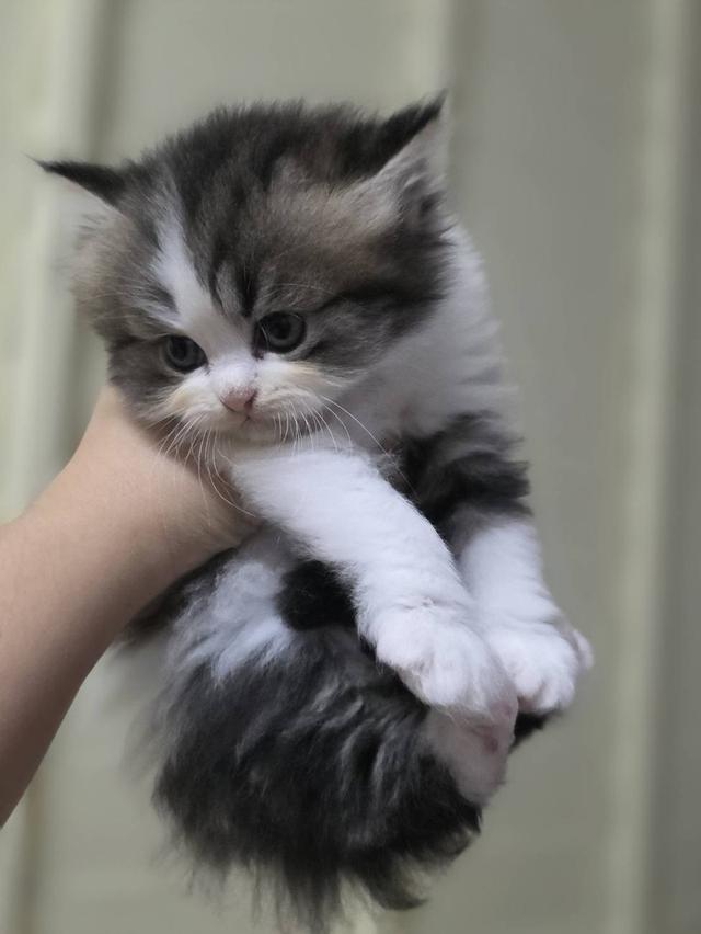 ลูกแมวเปอร์เซีย หุ่นหมี ขนแน่น เปิดจองก่อนย่านม 8