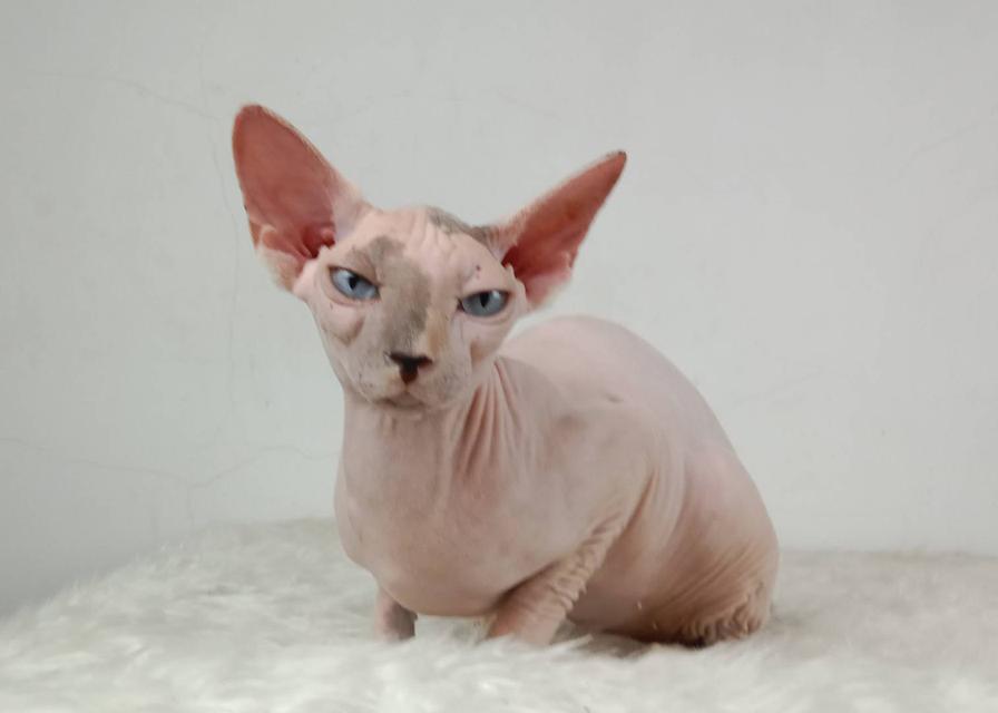 18.แมวสฟิงซ์/เพศเมีย หาบ้าน Sphynx Cat/Female looking for a new home 6