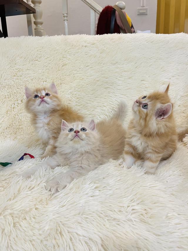 แมว เปอเซียสีส้ม ครีม🔥🔥🔥 รูปที่ 13