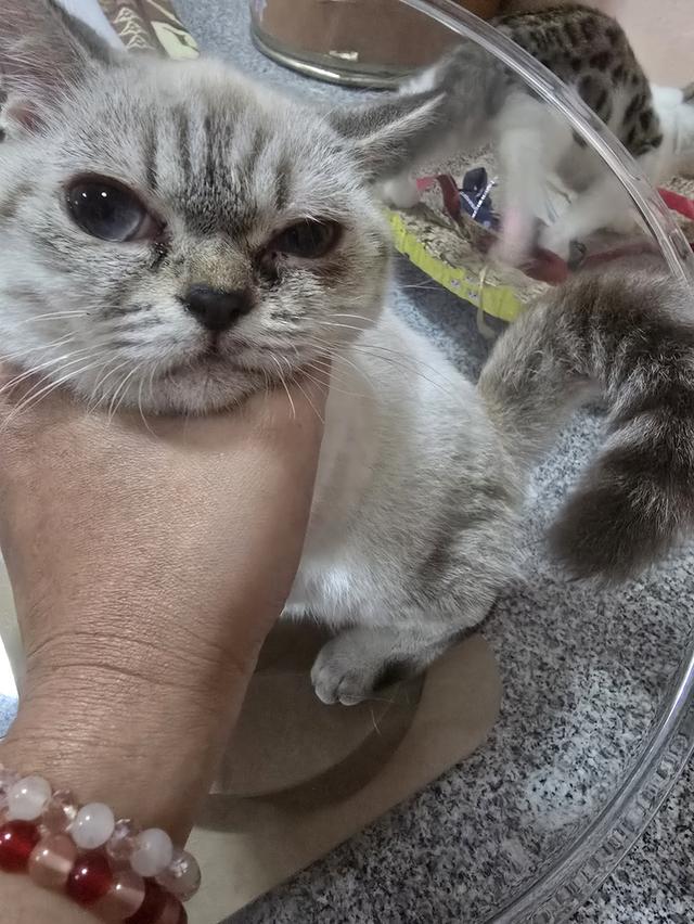 Siamese British Cat "แมววิเชียรมาศบริติชช็อตแฮร์"