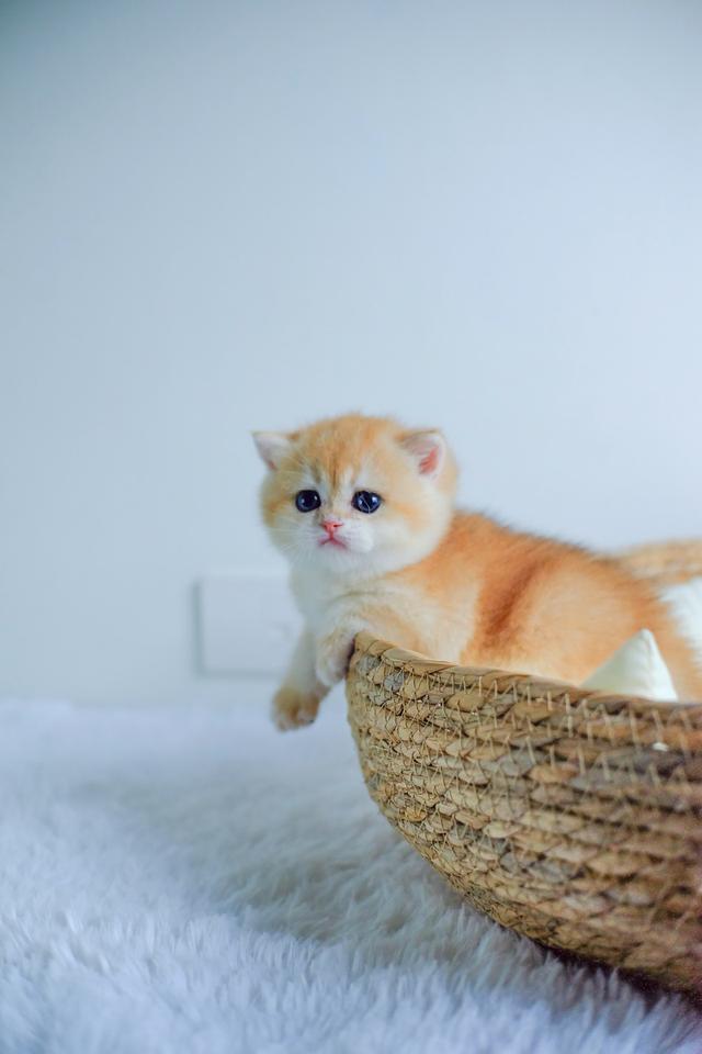 บริติช ช็อตแฮร์ (British Shorthair) (NV12) (เพศผู้)