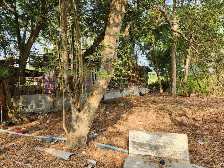 ขายที่ดินคลอง 10 หนองเสือ ราคาตํ่ากว่าราคาประเมิน เจ้าของขายเองครับ 3