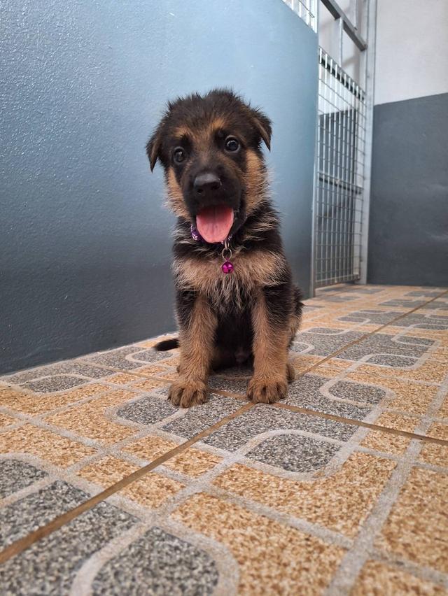 Adorable German Shepherd Puppies - Ready now ! 8