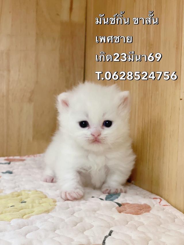 ลูกแมวมันช์กิ้น ขาสั้น รูปที่ 3