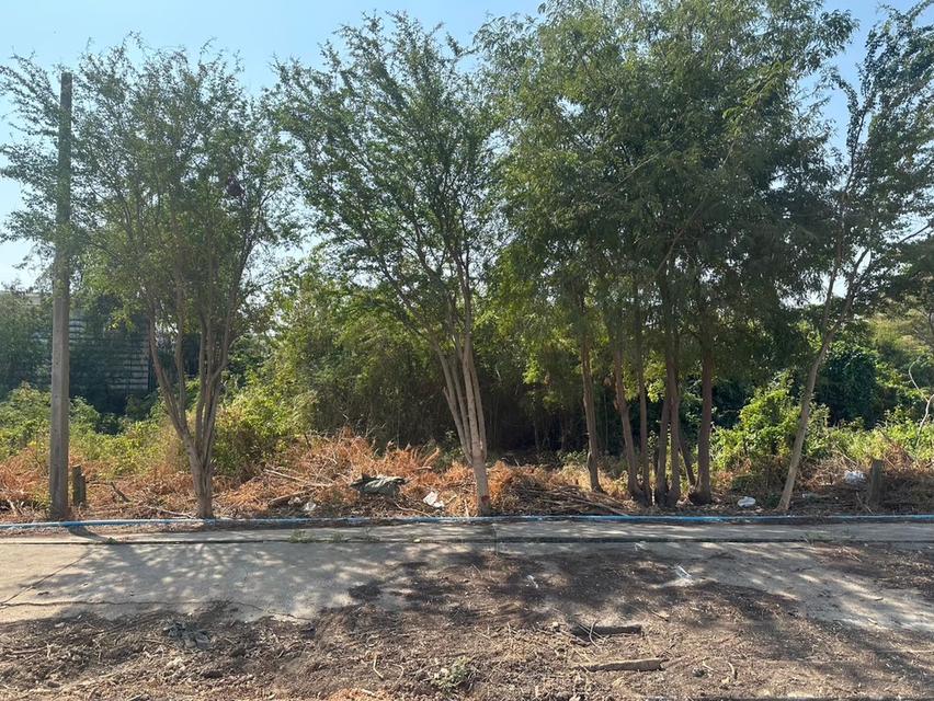 ที่ดินบางประหัน อยุธยา ติดถนนใหญ่ 4