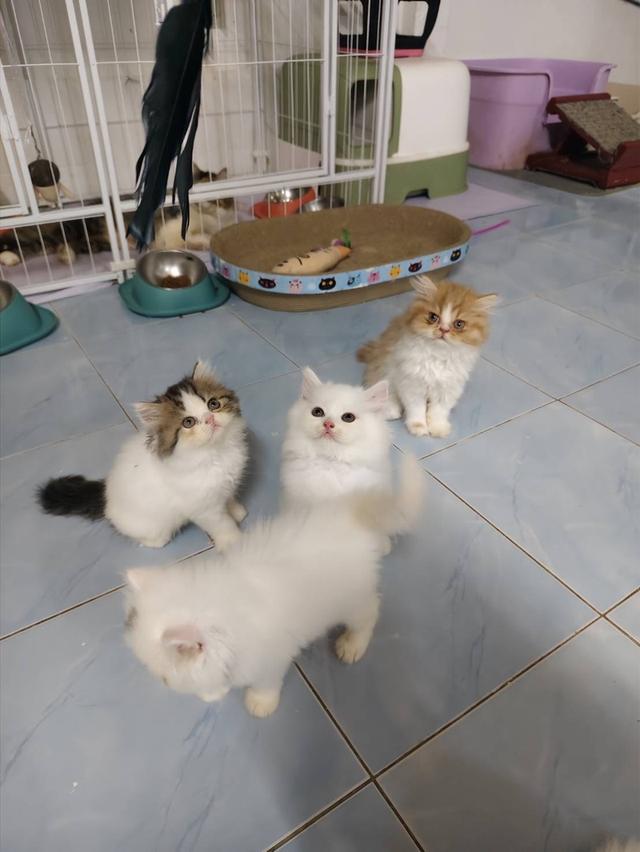 หนุ่มน้อยรอผู้ใหญ่ใจดีพร้อมรายงานตัวแล้วงับ🥰💕