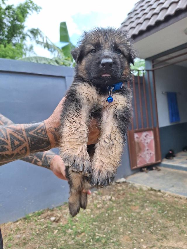 Adorable German Shepherd Puppies - Ready now ! 12