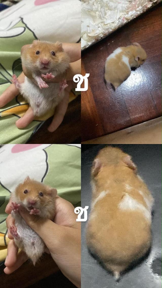 ขายแฮมเตอรๆๆๆๆๆๆๆๆๆๆๆๆๆๆๆๆๆๆๆๆๆๆๆๆๆ