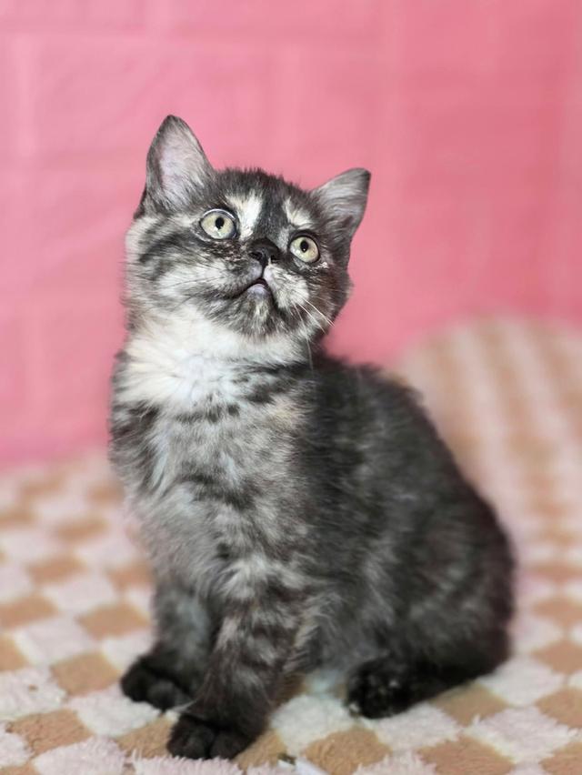 ส ก็ อ ต ติ ช โฟ ล ด์ รูปที่ 2