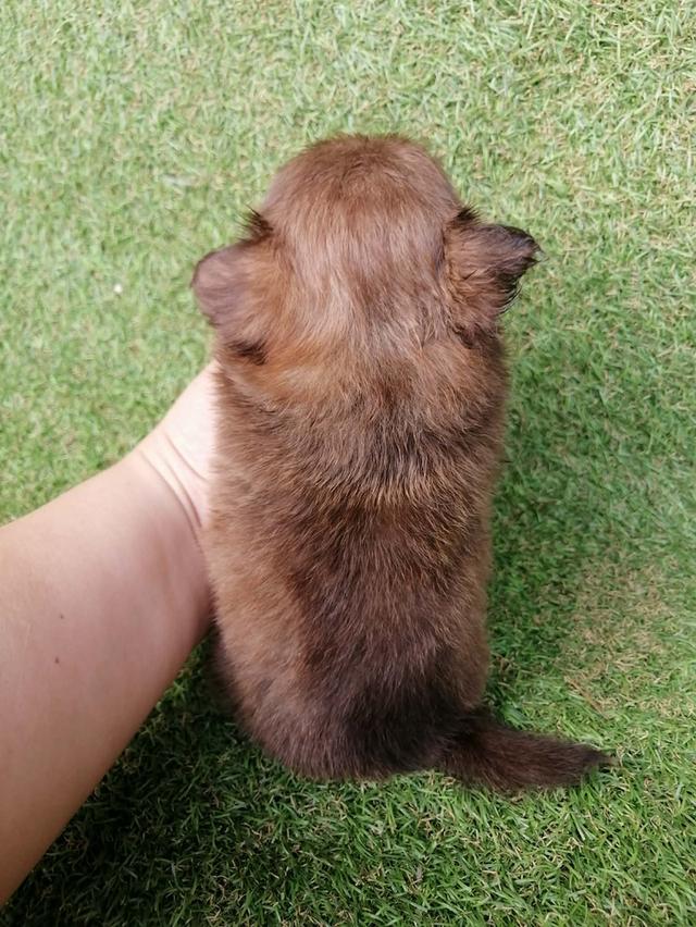 ปอมชิวาว่า พร้อมย้าย รูปที่ 7