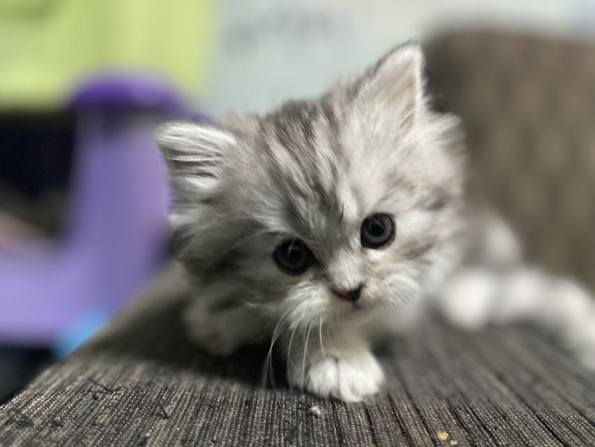 น้องเจ๊ไฝ(เพศเมีย)เกิด19/9/68 16