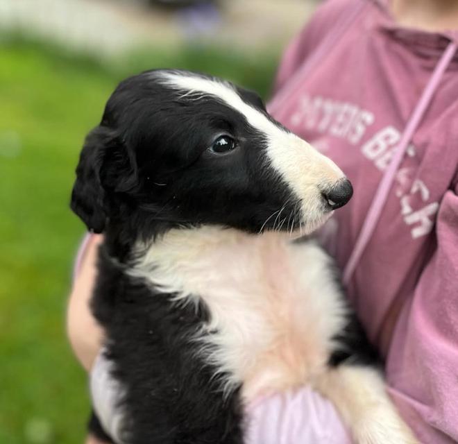 หาบ้านให้สุนัข Borzoi พันธุ์แท้ 100% 5