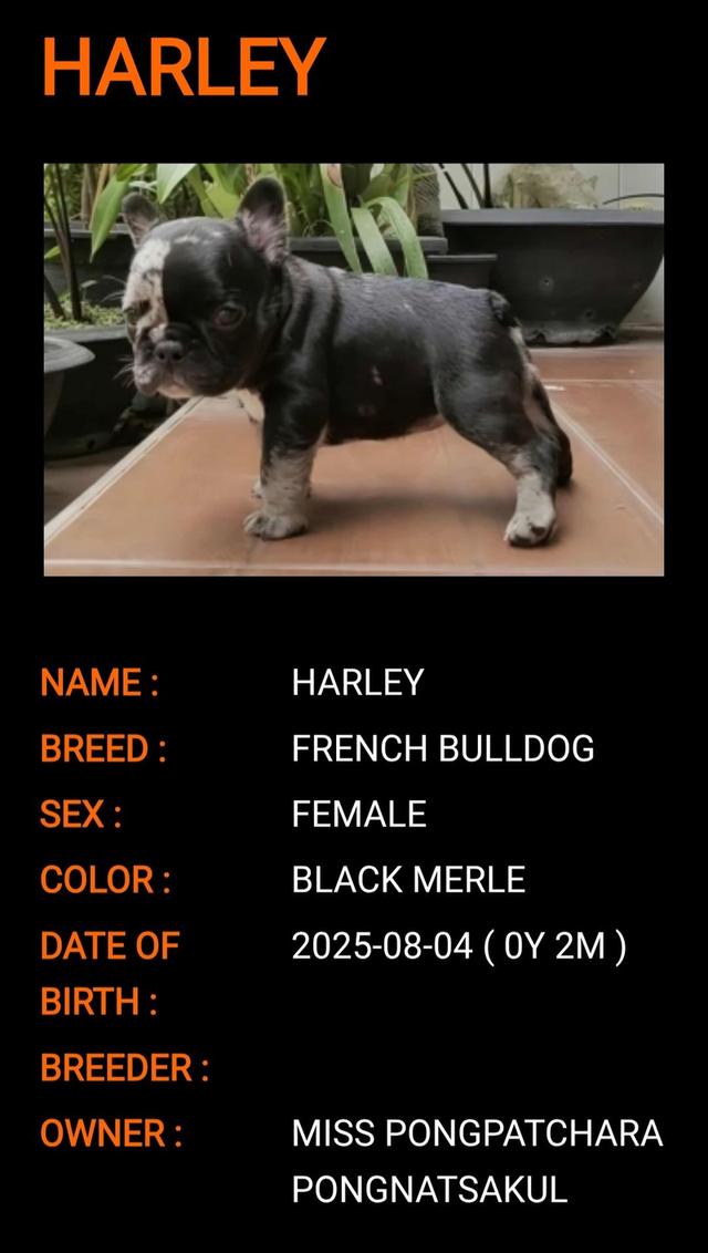 Harley, Exotic French Bulldog, black merle, rare color 15