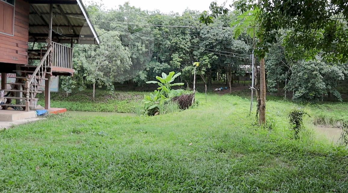 ขายที่ดิน (โฉนด) บ้านพร้อมสวนยาง-จังหวัดน่าน 25 ไร่ 5