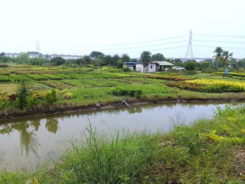 ขายที่ดินแปลงสวย ติดถนนบางม่วง - บางคูลัด เนื้อที่ 13-3-4 ไร่  อำเภอบางกรวย จังหวัดนนทบุรี เหมาะทำโครงการจัดสรร 5